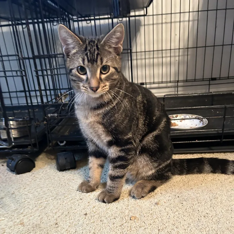A young medium-sized male Tabby (Brown / Chocolate) Domestic Short Hair cat named Apollo for adoption in Springdale, AR