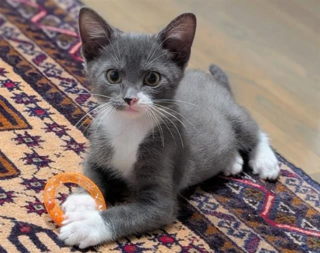A baby small-sized male Domestic Short Hair cat named Jif for adoption in Colorado Springs, CO