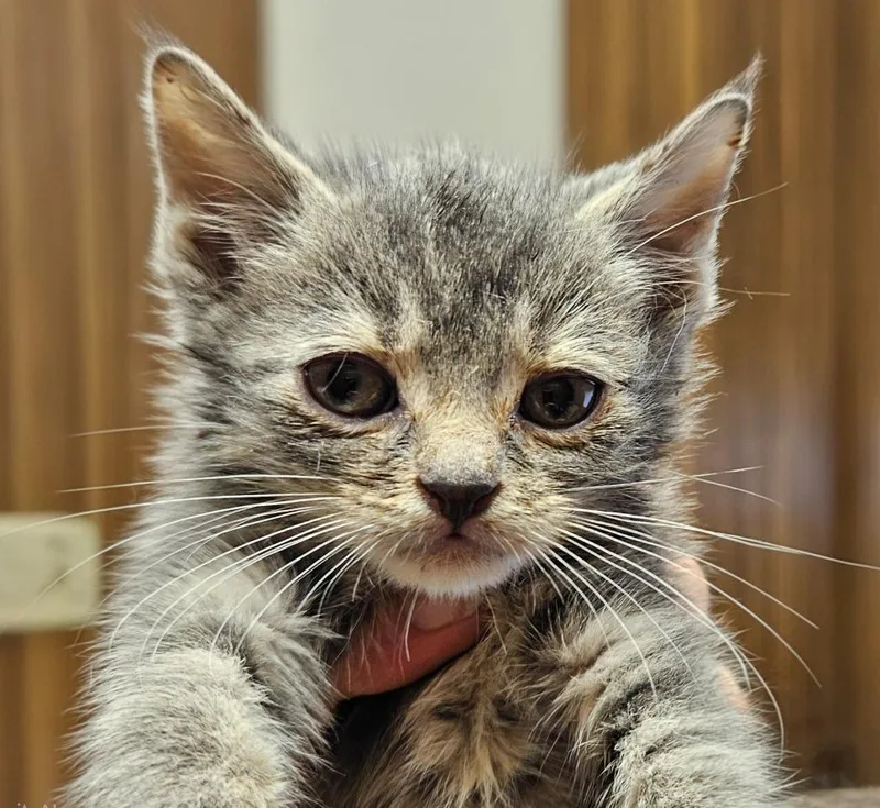 A baby small-sized female Domestic Short Hair cat named April for adoption in Vineland, NJ