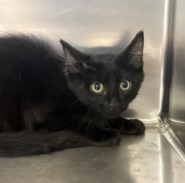 A baby small-sized male Domestic Short Hair cat named Houdini for adoption in Sioux City, IA