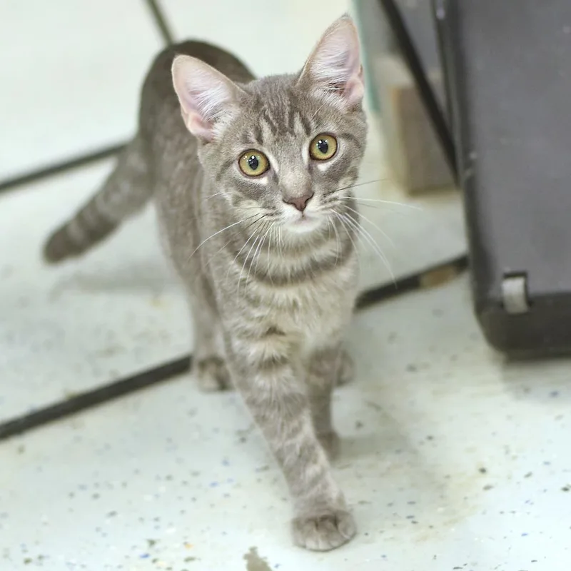 A baby medium-sized male Gray / Blue / Silver Domestic Short Hair cat named Menelaus for adoption in Belleville, IL
