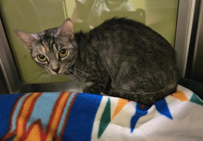 An adult medium-sized female Domestic Short Hair cat named Crouton for adoption in Dickson, TN