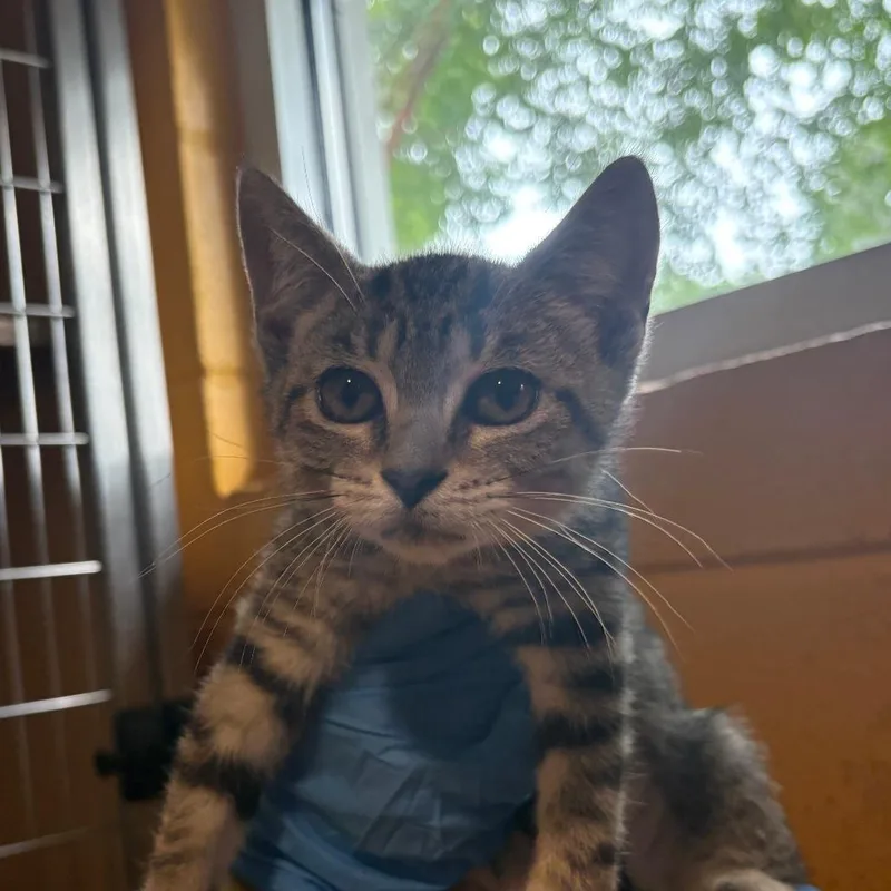 A baby small-sized female Black Domestic Short Hair cat named Freya for adoption in Chesapeake, VA