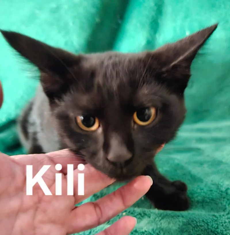 A baby medium-sized female Domestic Short Hair cat named Kili for adoption in Zimmerman, MN