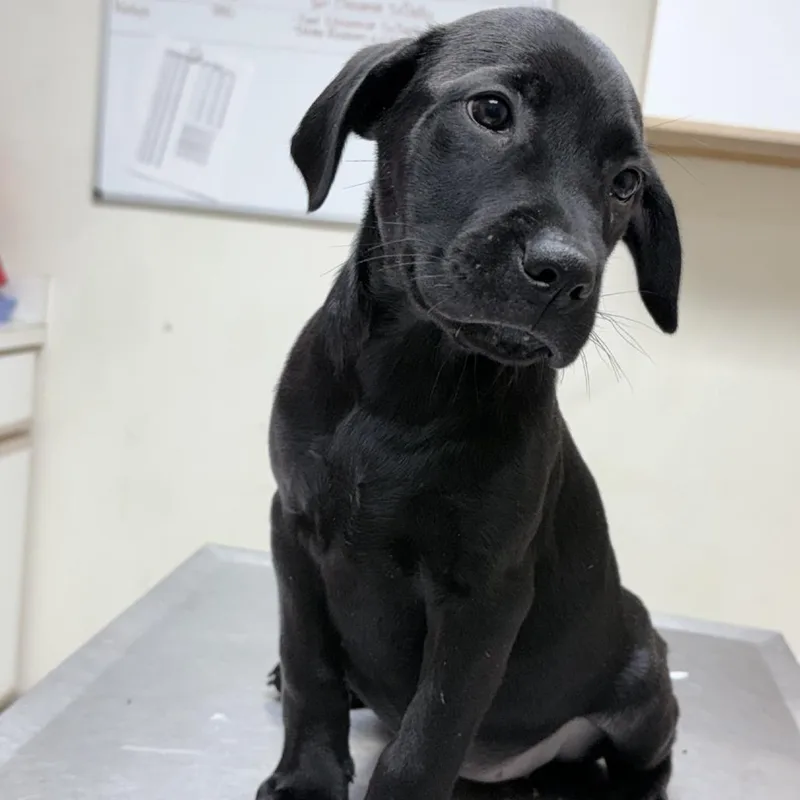 A baby small-sized female Black Mixed Breed dog named Circe for adoption in Tyler, TX