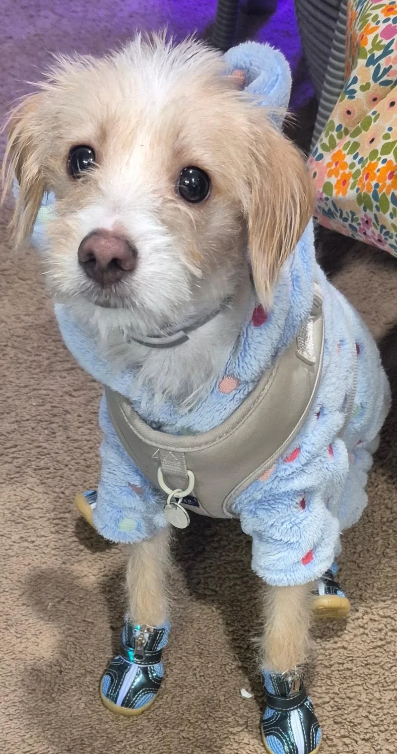 A young small-sized male Apricot / Beige Cairn Terrier dog named Cabbage for adoption in Fresno, CA