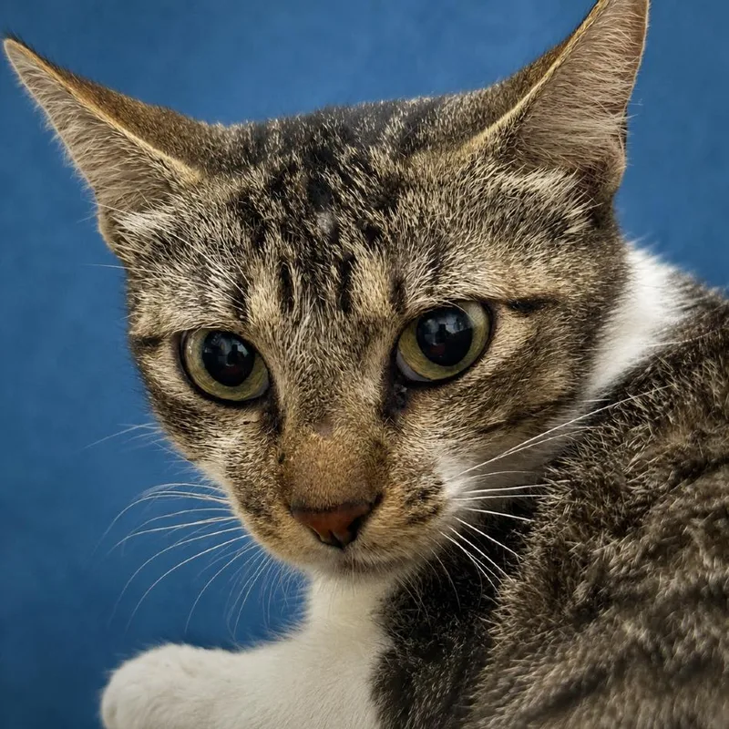 A young medium-sized female Gray / Blue / Silver American Shorthair cat named Cate for adoption in Austin, TX