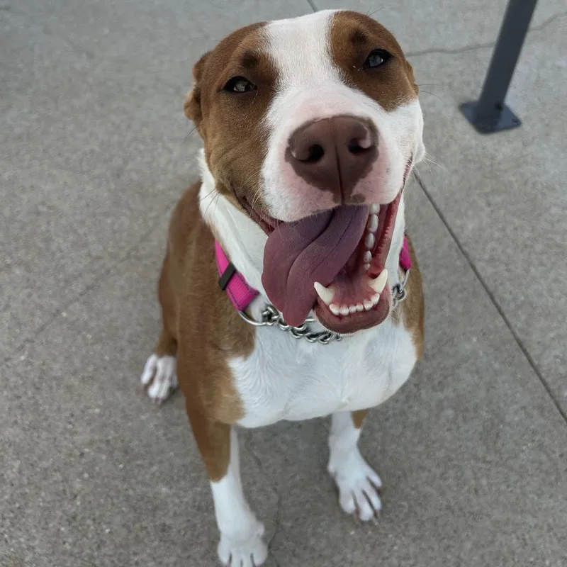 An adult large-sized female Yellow / Tan / Blond / Fawn Pit Bull Terrier dog named Nara for adoption in Dixon, IL