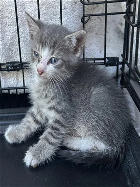 A baby small-sized male Domestic Short Hair cat named A for adoption in Fort Lauderdale, FL