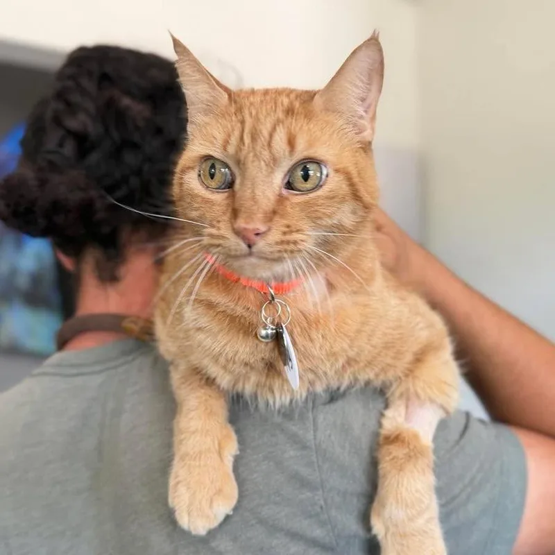 A senior large-sized male Orange / Red Domestic Short Hair cat named Garfield for adoption in Ramona, CA