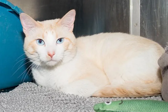 A young medium-sized male Domestic Short Hair cat named Marshmallow for adoption in Santa Monica, CA