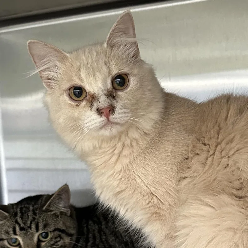 An adult small-sized male Domestic Short Hair cat named Weird Al for adoption in Corbin, KY