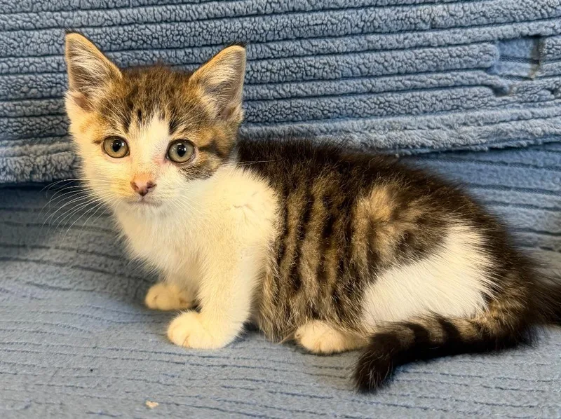 A young small-sized female Domestic Short Hair cat named Chai for adoption in Lagrange, IN