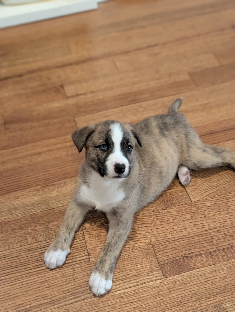 A baby medium-sized female Aussiedoodle dog named Starla for adoption in Cordova, TN