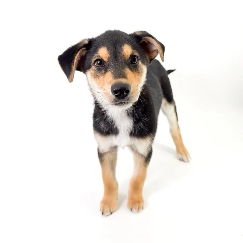 A young medium-sized male Brown / Chocolate Shepherd dog named Georgie for adoption in Scottsdale, AZ