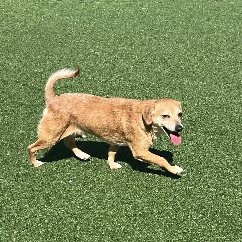 A senior small-sized male Brown / Chocolate Dachshund dog named Gus for adoption in La Grange, KY