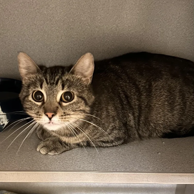 An adult medium-sized female Tabby (Brown / Chocolate) Domestic Short Hair cat named Cadence for adoption in Mason City, IA