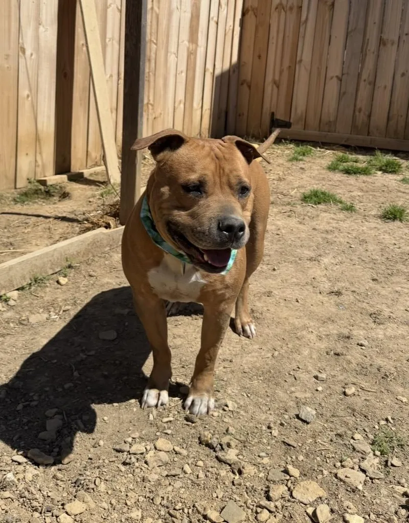 An adult large-sized male Red / Chestnut / Orange Pit Bull Terrier dog named Sean for adoption in Scottsville, KY