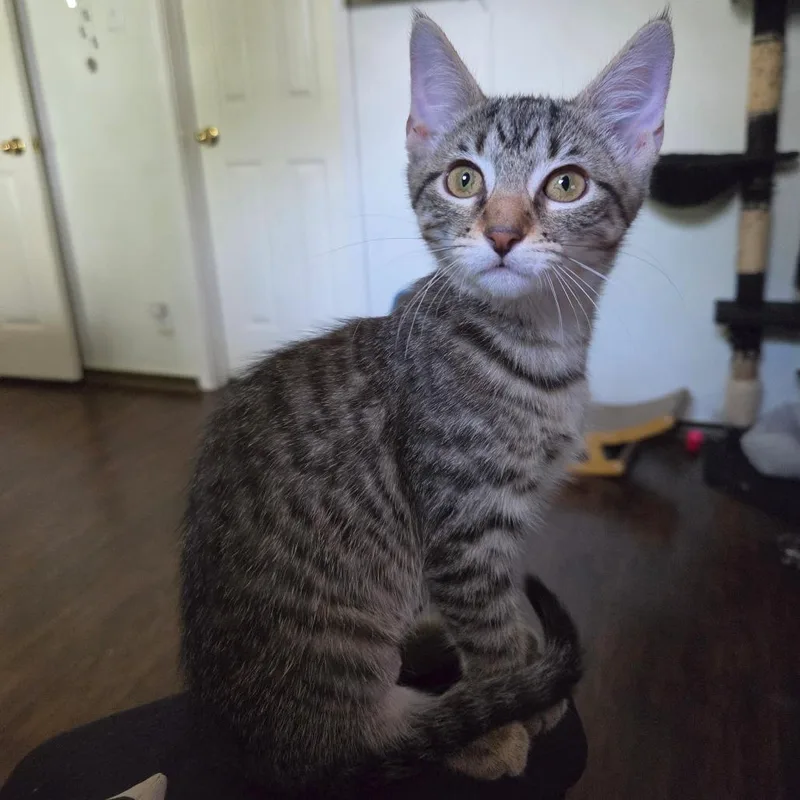 Ember