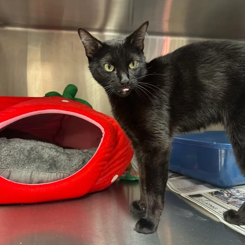 An adult medium-sized female Black Domestic Short Hair cat named Diamond for adoption in Santa Barbara, CA