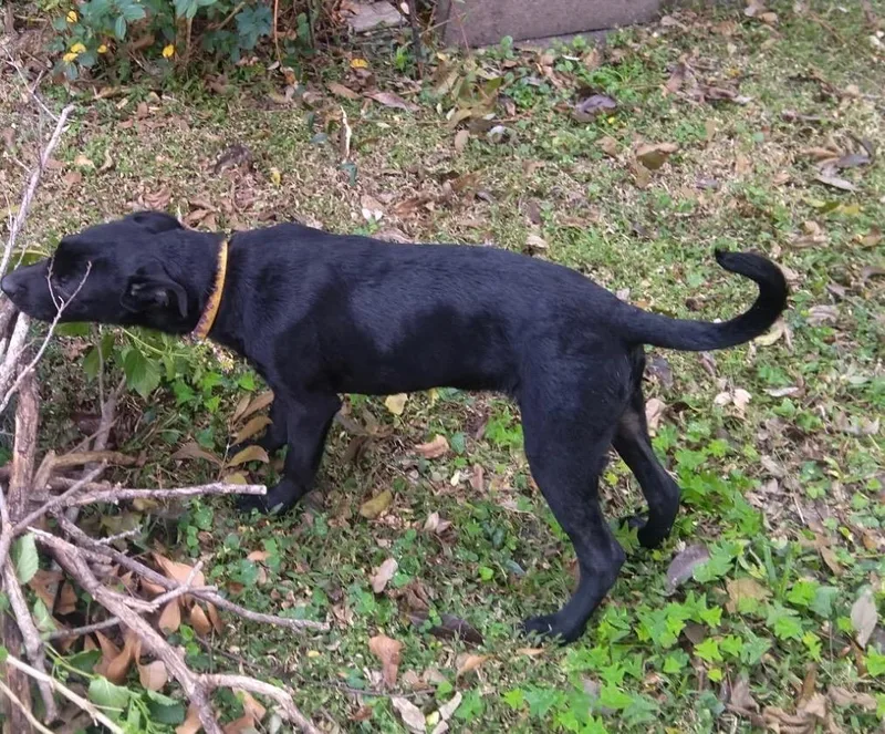 A baby medium-sized female Labrador Retriever dog named Agnes for adoption in New Orleans, LA