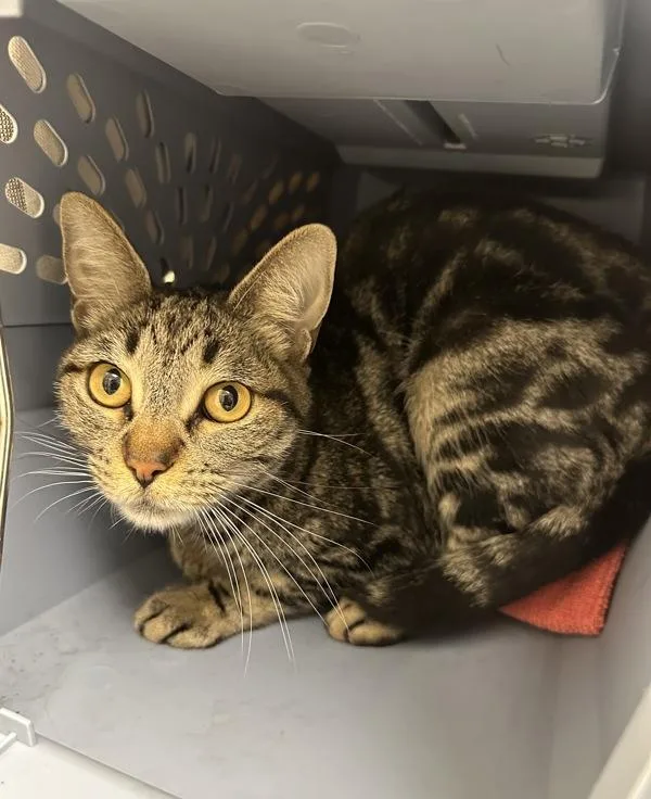 An adult small-sized female Domestic Short Hair cat named Amberly for adoption in Santa Rosa, CA