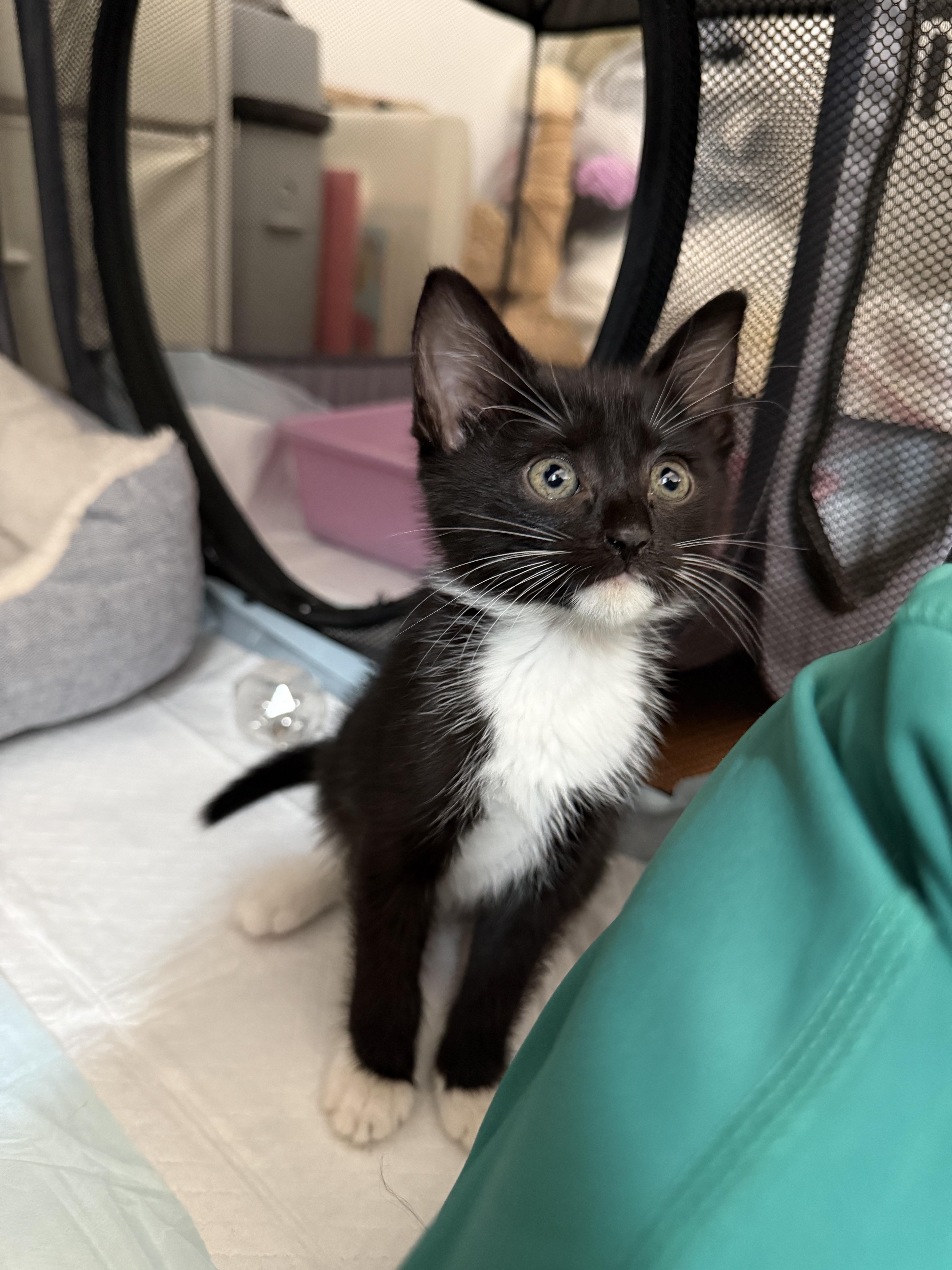 A baby small-sized female Black & White / Tuxedo Domestic Short Hair cat named Isla for adoption in Long Island City, NY