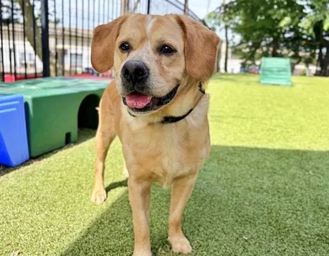 An adult large-sized male Australian Cattle Dog / Blue Heeler dog named Zek for adoption in Saint Louis, MO