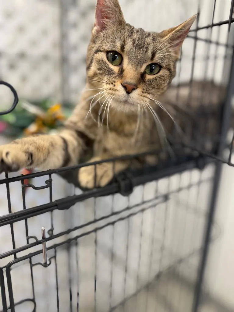 A baby medium-sized male Domestic Short Hair cat named Method Man for adoption in Auburn, IN
