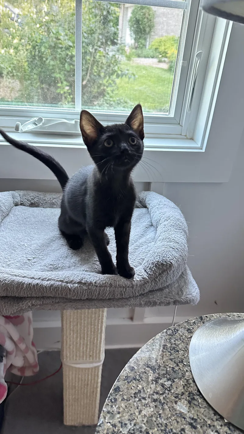 A baby medium-sized female Black Domestic Short Hair cat named Peep for adoption in Monticello, IN