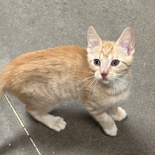 A baby small-sized male Orange / Red Domestic Short Hair cat named Robinhood for adoption in Davenport, IA