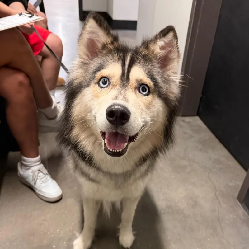 An adult medium-sized female Brown / Chocolate Husky dog named Mishka for adoption in Tampa, FL