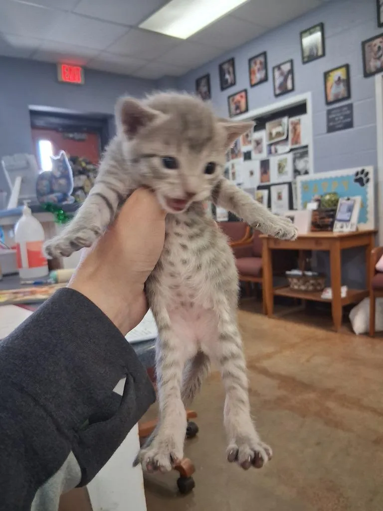 A baby large-sized female Domestic Short Hair cat named Gardenia for adoption in Brownwood, TX