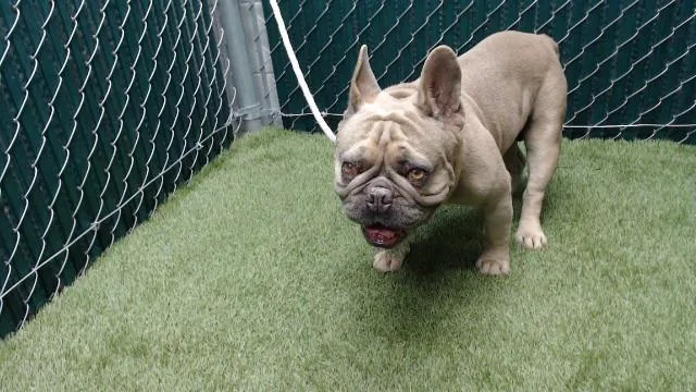 A young medium-sized male French Bulldog dog named Terrance for adoption in Downey, CA