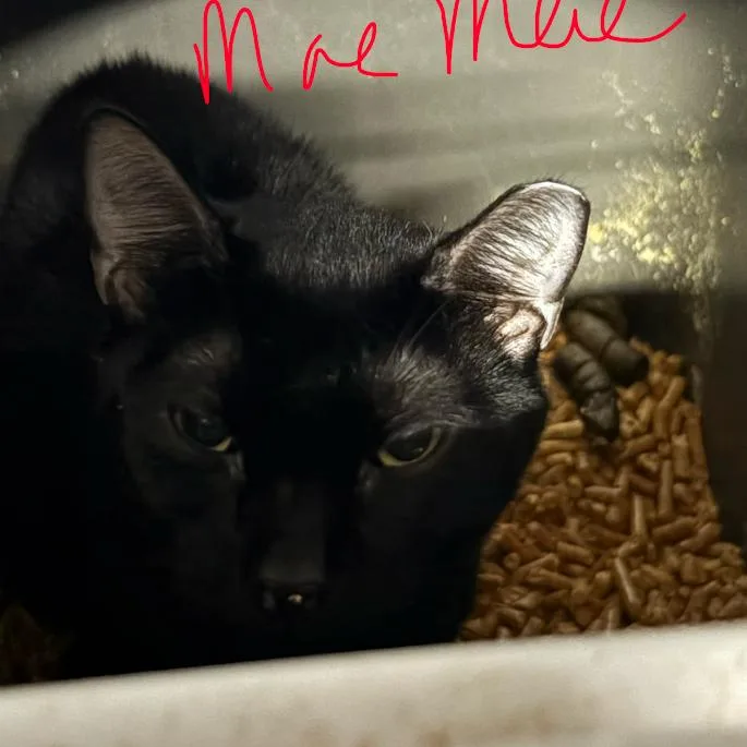 An adult small-sized female Black Domestic Short Hair cat named Mae Mae for adoption in Valdosta , GA