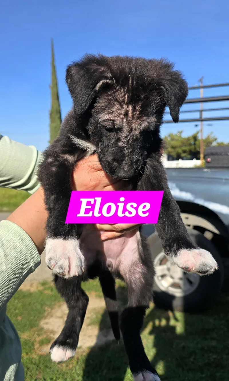 Eloise thumbnail 2
