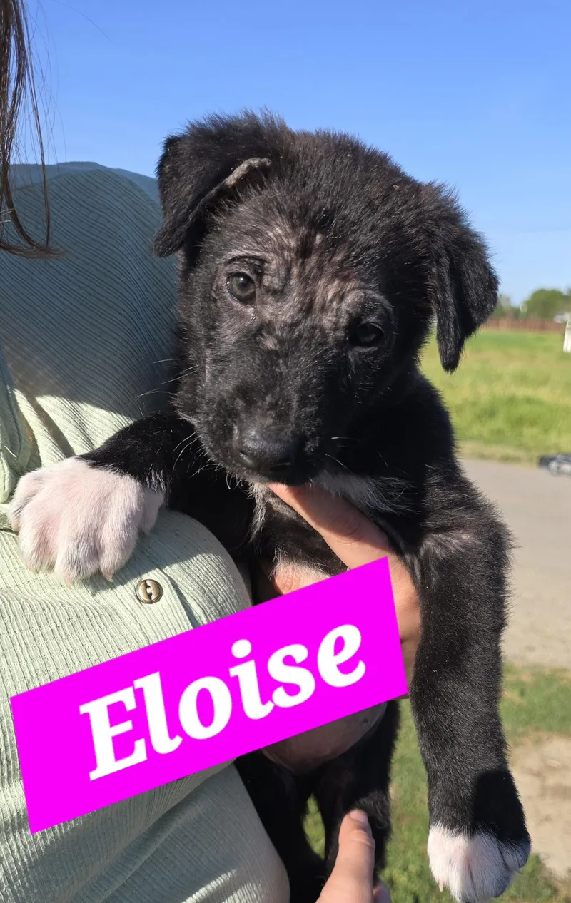 Eloise