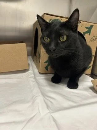 A baby small-sized male Domestic Short Hair cat named Jeryl for adoption in West Chester, PA