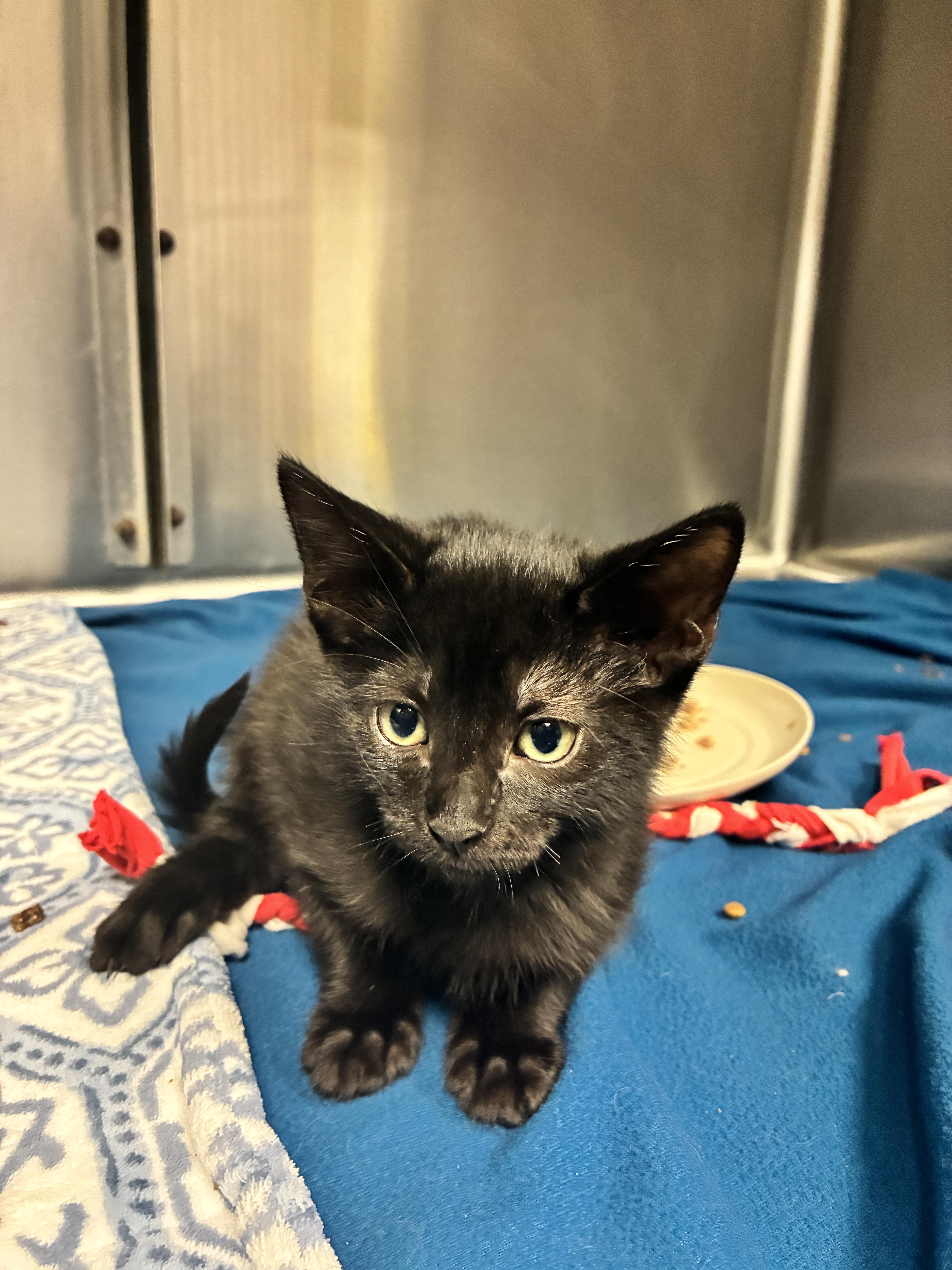 A baby small-sized male Domestic Short Hair cat named Pistachio for adoption in Chico, CA