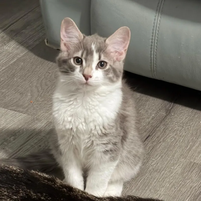 A young small-sized male Gray / Blue / Silver Domestic Medium Hair cat named Julius for adoption in Roswell, GA