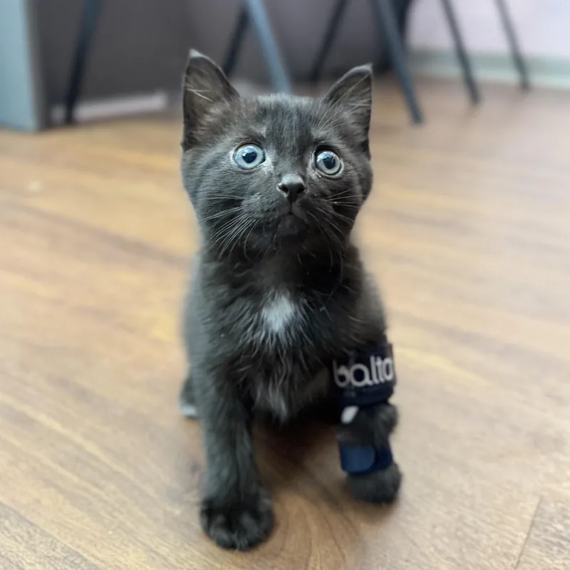 A baby small-sized male Black Domestic Short Hair cat named Timothy for adoption in Port Richey, FL