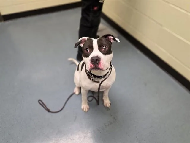 A young large-sized male Pit Bull Terrier dog named Cowboy for adoption in Denver, CO