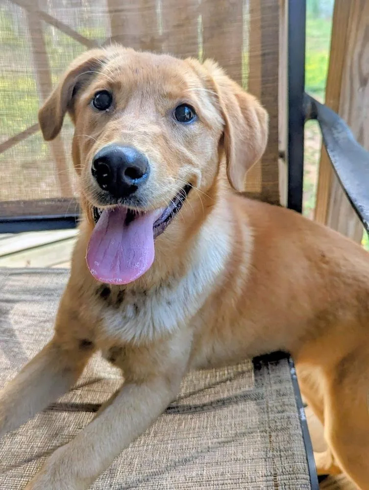 A young medium-sized female Labrador Retriever dog named Cookel  Shelby for adoption in Broomfield, CO