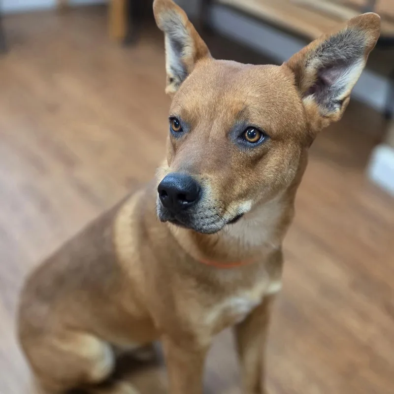 A young medium-sized male Hound dog named Quincy for adoption in Madison, MS
