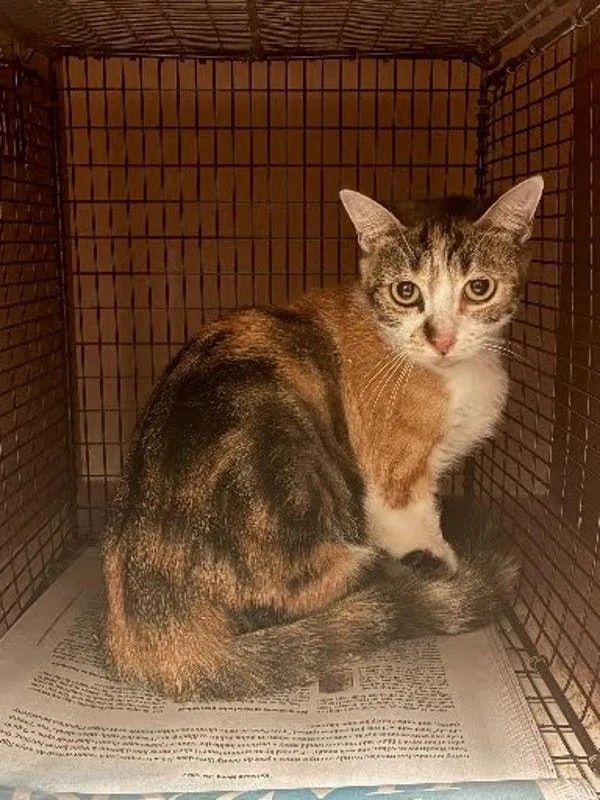 An adult small-sized female Domestic Short Hair cat named Isabella for adoption in Austin, TX