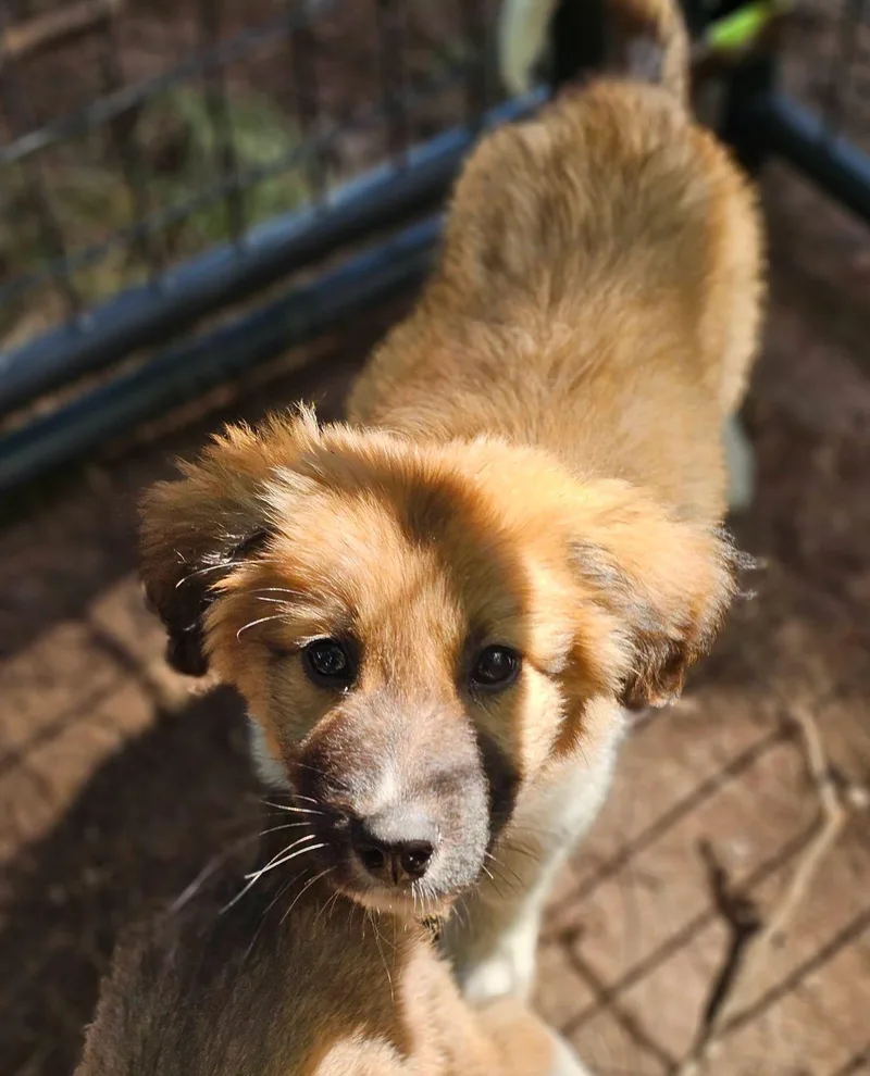 A baby medium-sized male Apricot / Beige Great Pyrenees dog named Banana for adoption in Fort Payne, AL