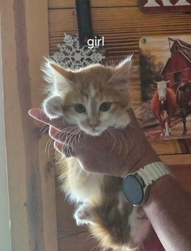 A baby small-sized female Domestic Short Hair cat named Waffles for adoption in Heyburn, ID