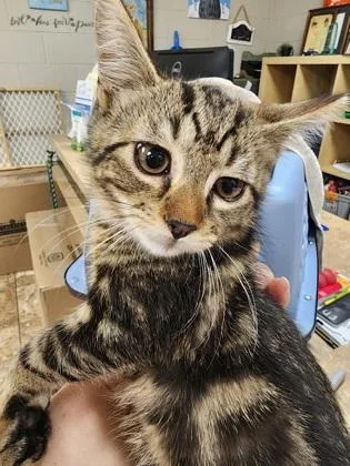 A baby small-sized female Domestic Short Hair cat named Toast $ for adoption in Seneca, SC
