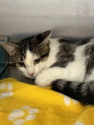 An adult medium-sized male Domestic Short Hair cat named Biscuit for adoption in Lafayette, IN