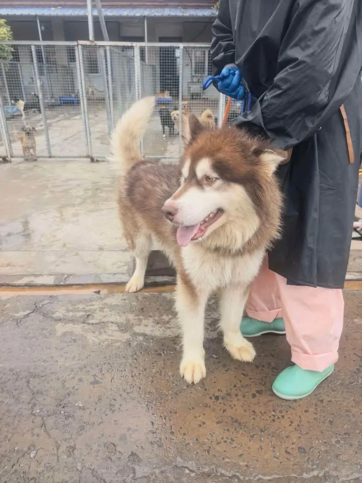A young large-sized male Alaskan Malamute dog named China Bobo for adoption in Tucson, AZ